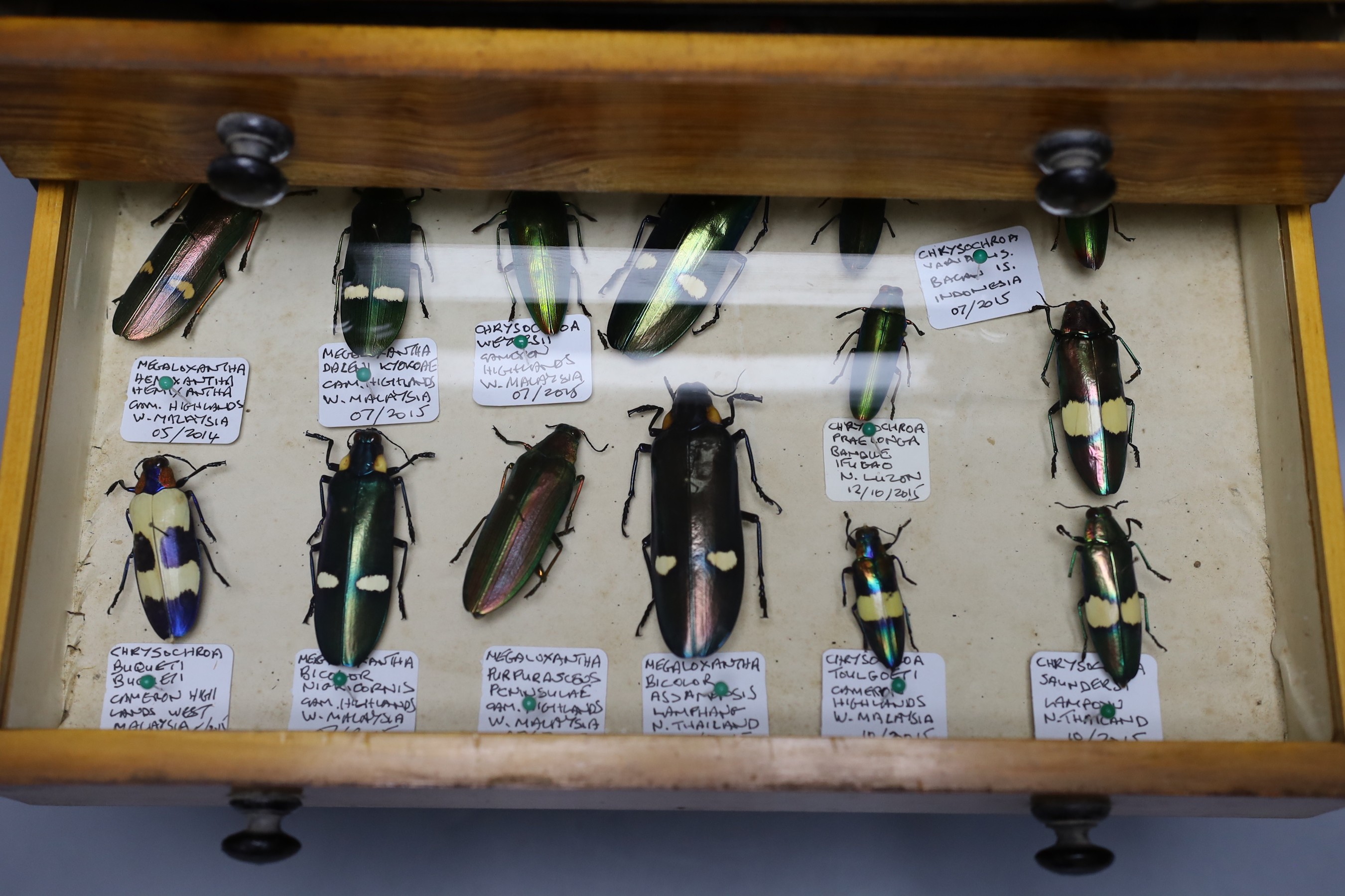 Entomology and Herpetology - a collection of beetle, insect, amphibian, reptile and skeleton specimens, the majority 1990s or later, in a pitch pine chest of six drawers